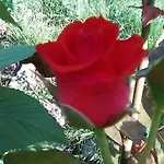 Pensiune Hrisi