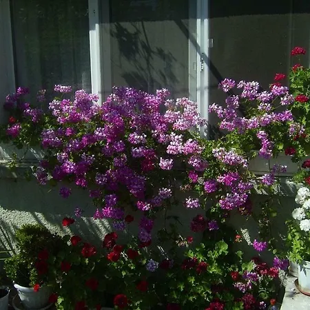 Hrisi Guest house 3*