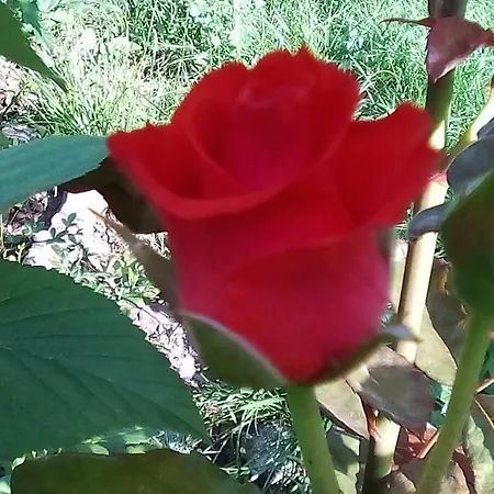 Penzion Hrisi