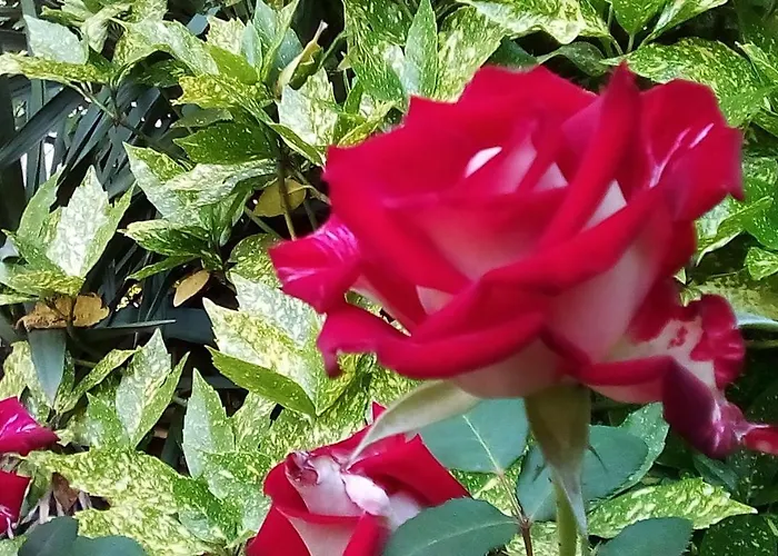 Hrisi ゲストハウス 3*